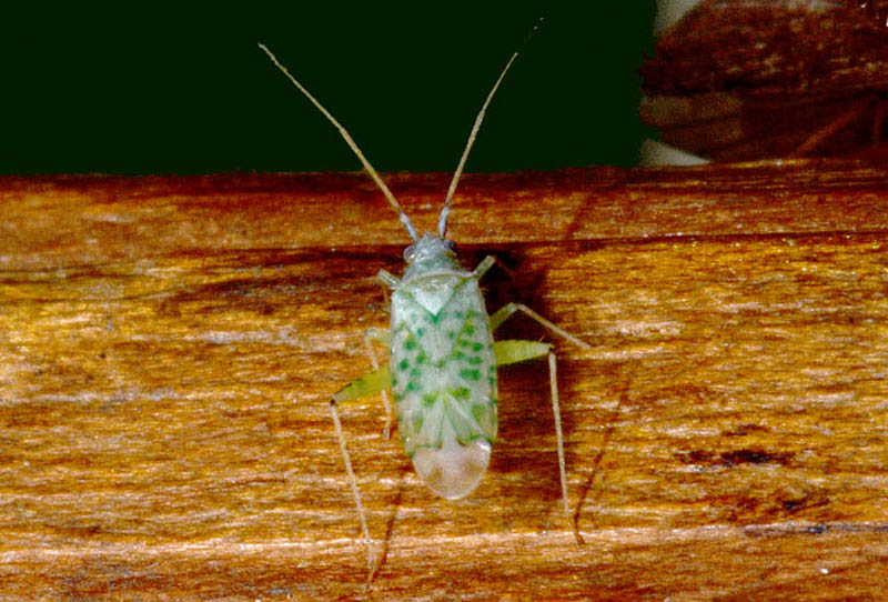 Miridae: Reuteria marqueti? S !